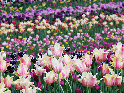 Chicago tulips field